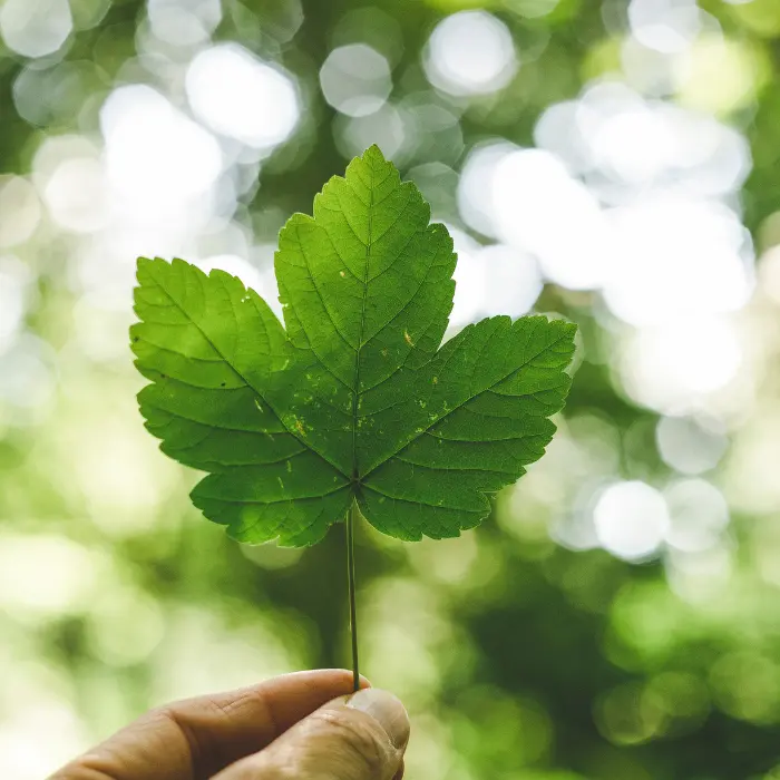 green leaf being held up to symbolise reducing your environmental footprint with a Managed Print Service